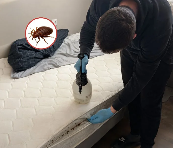 Technicien traitant un matelas contre les punaises de lit à Itteville